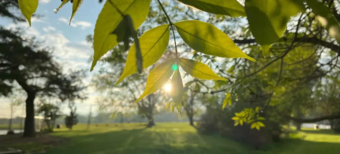 Zon schijnt door bladeren en groen landschap op achtergrond
