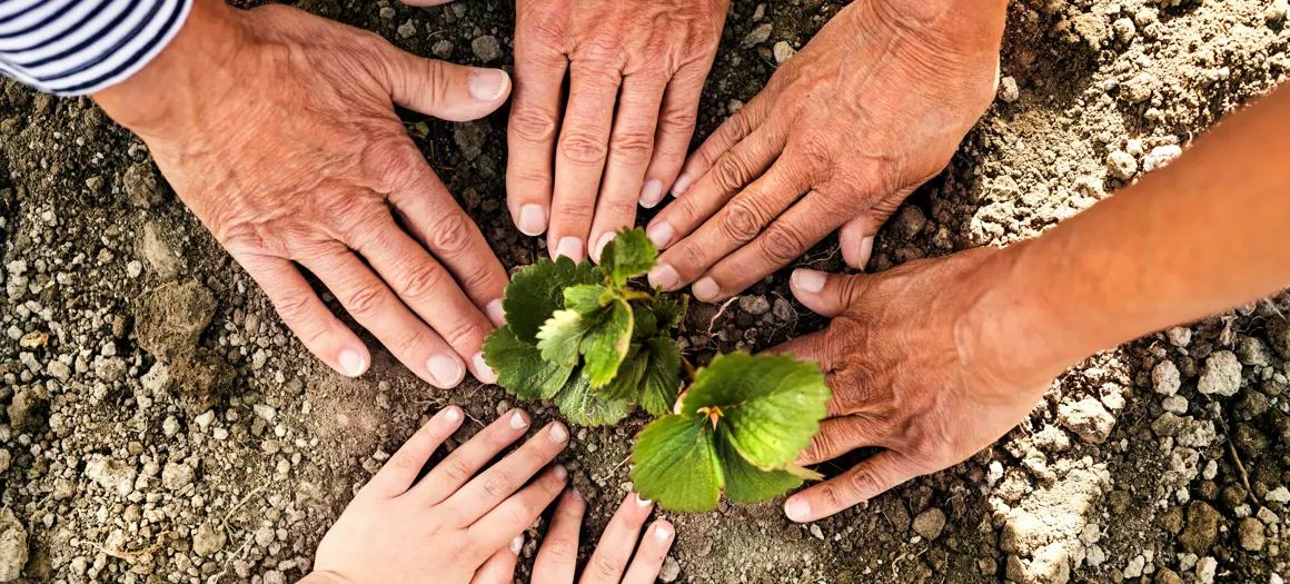 Verschillende handen rondom een plant in de aarde