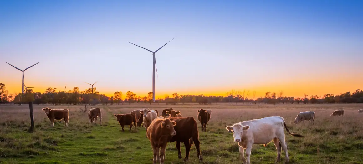Weiland met koeien en windmolens